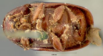 Media type: image; Entomology 20036   Aspect: habitus ventral view